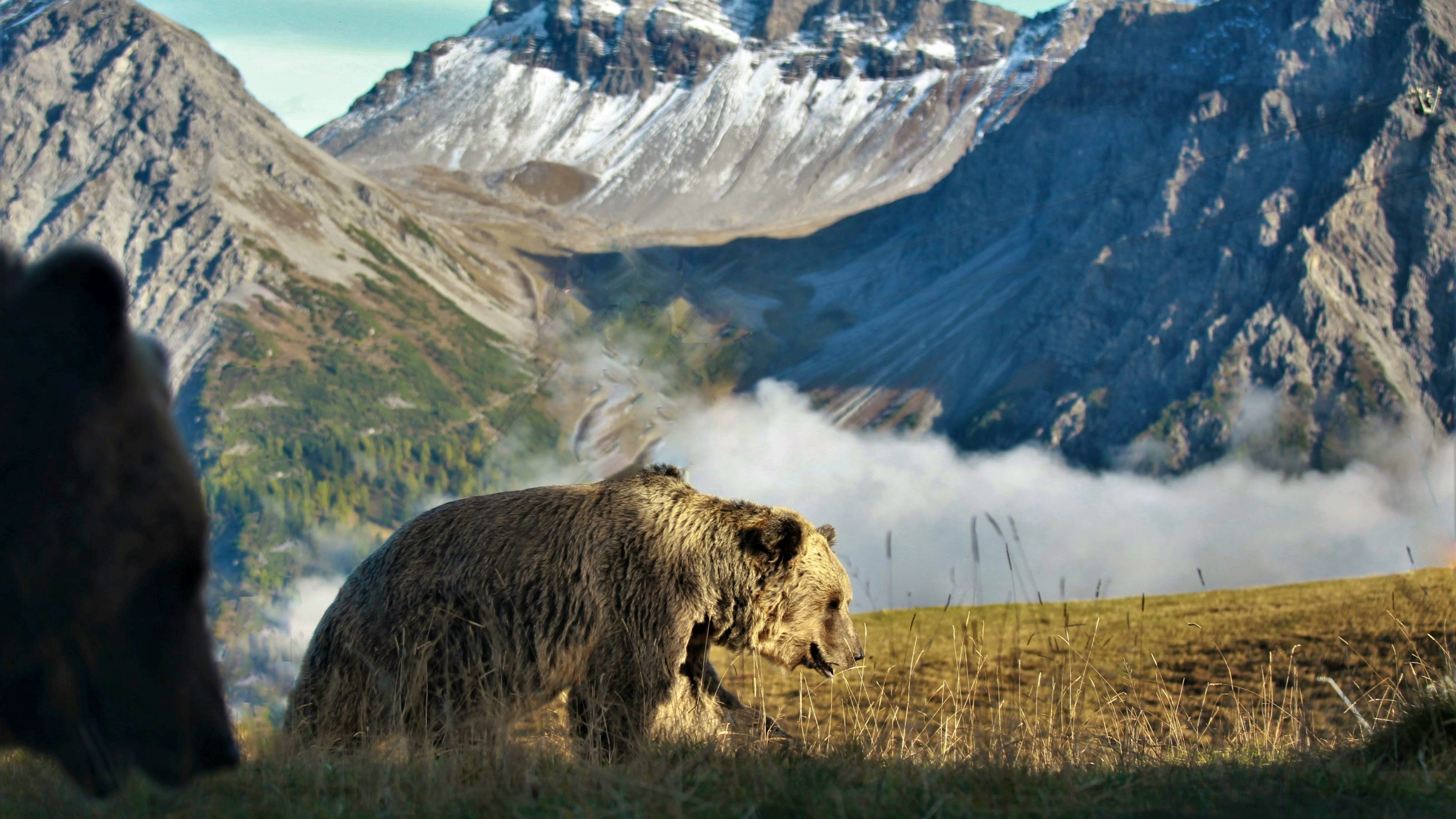 Image of the Bear Sanctuary.