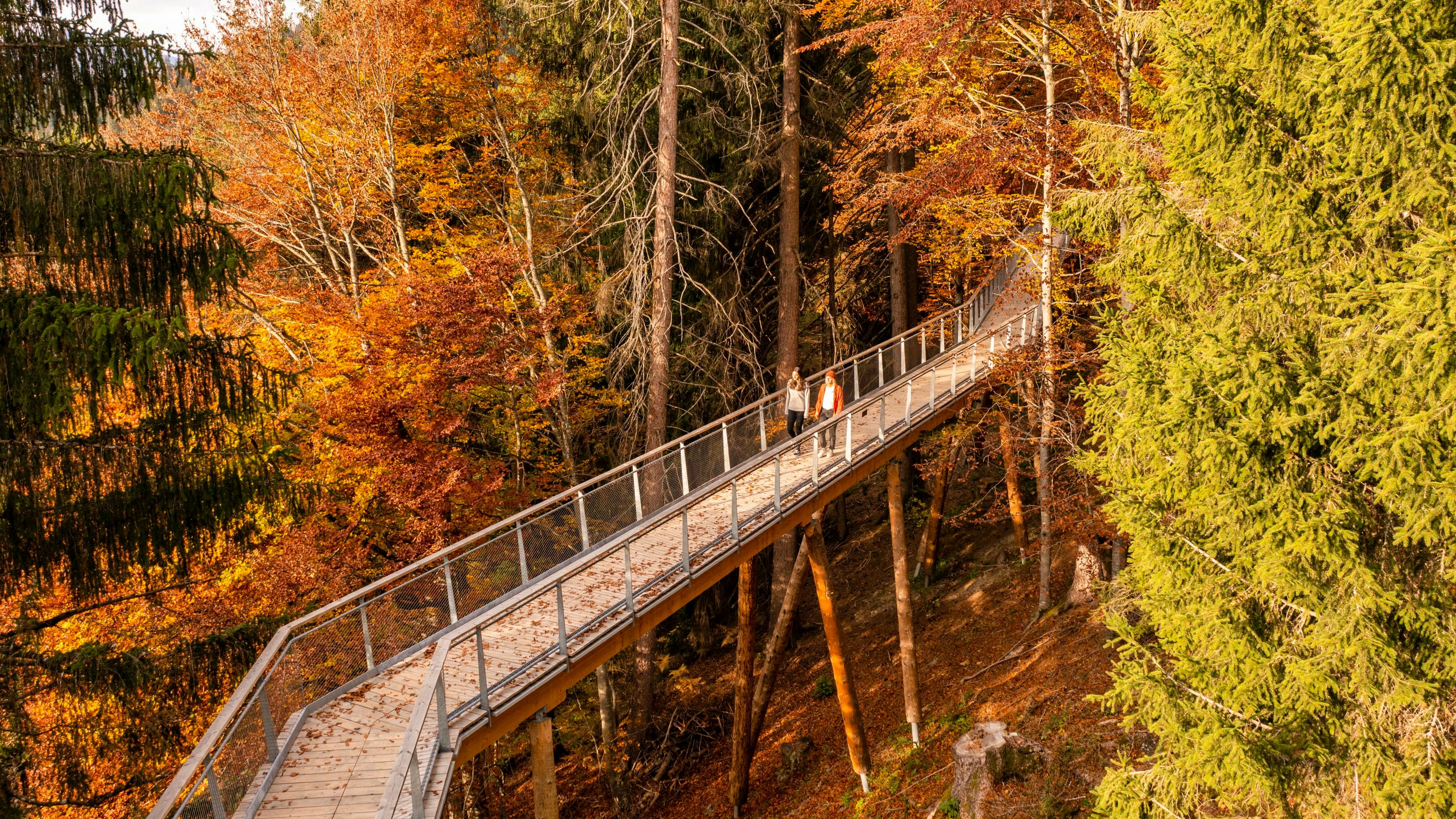 Image of the treetop walkway.