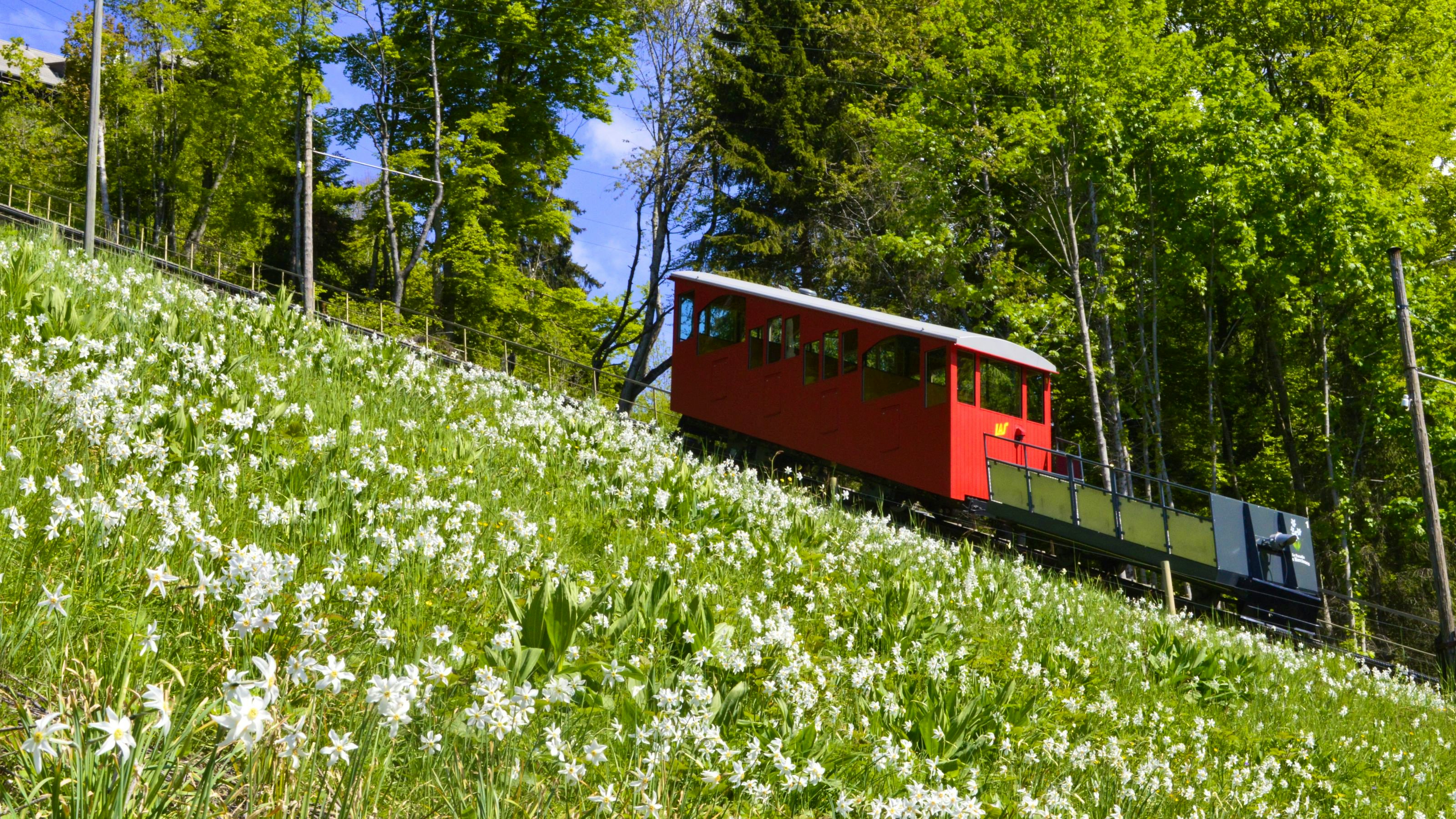 A funicular travels up a mountain alongside a green meadow.