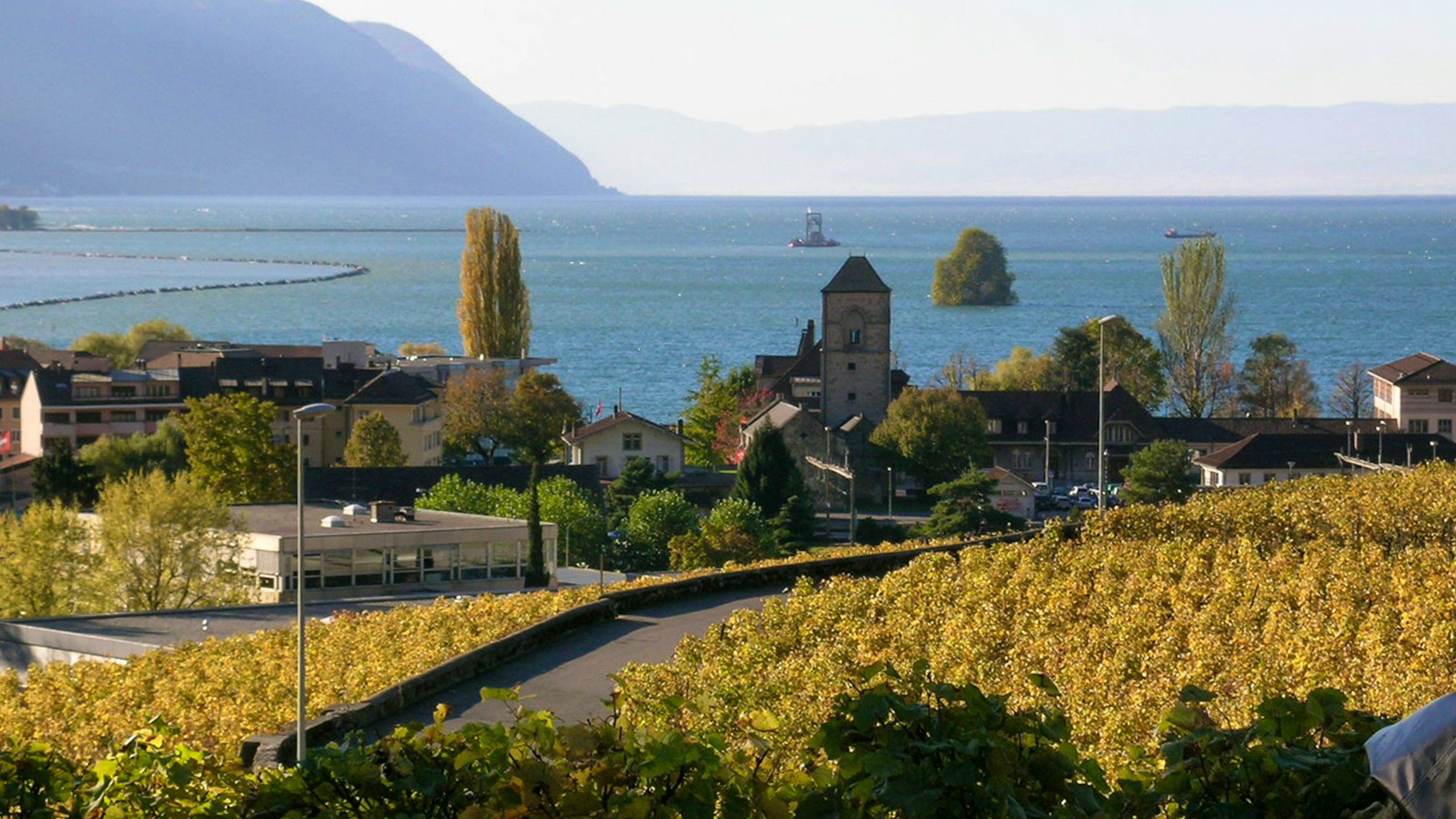 Green vineyards, the lake in the background.
