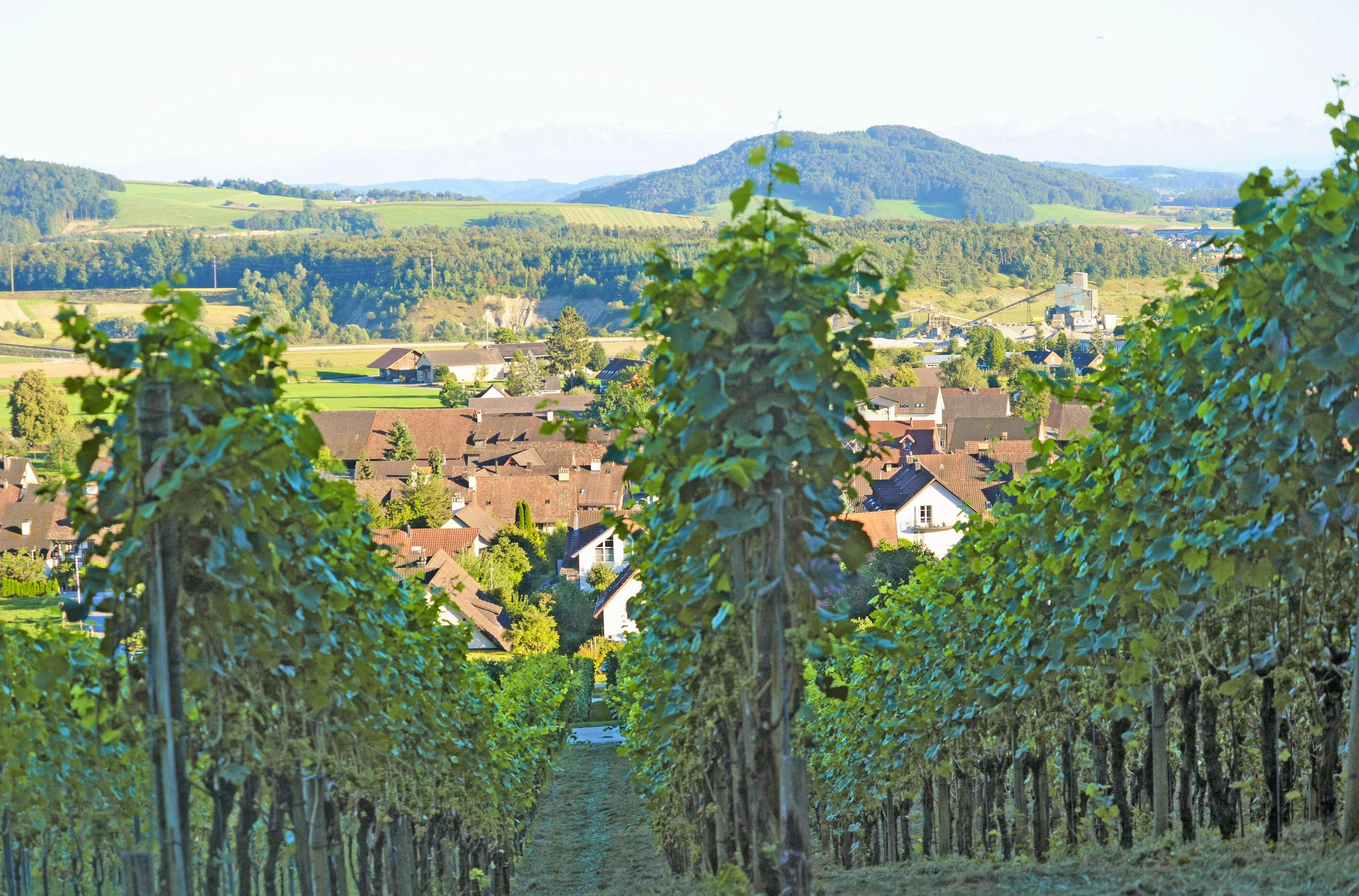 Foto del sentiero vinicolo a Eglisau.