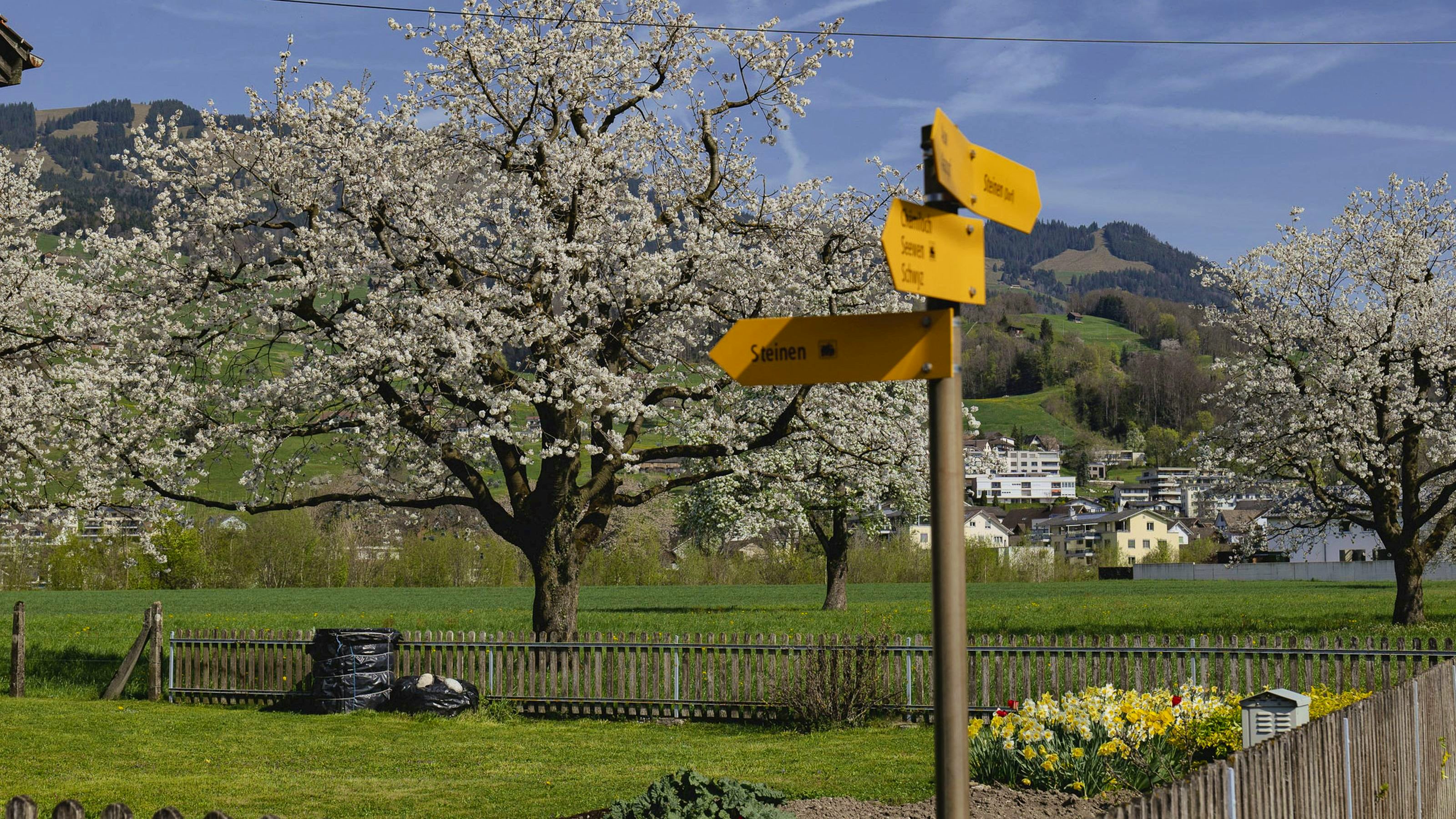 A large cherry tree in a meadow with hiking signposts in the foreground.