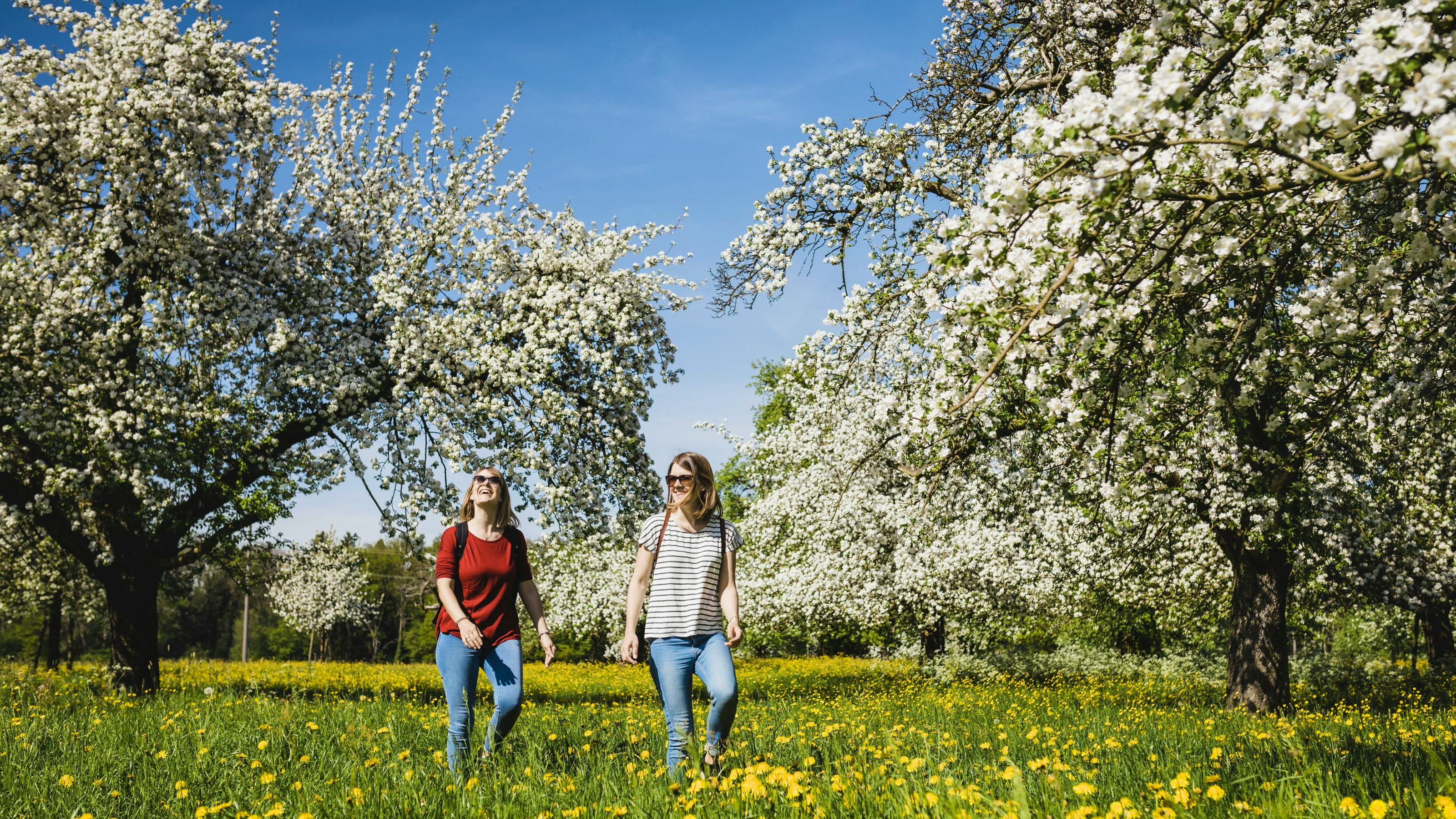 Two women hiking through a flower meadow with trees in full bloom. 