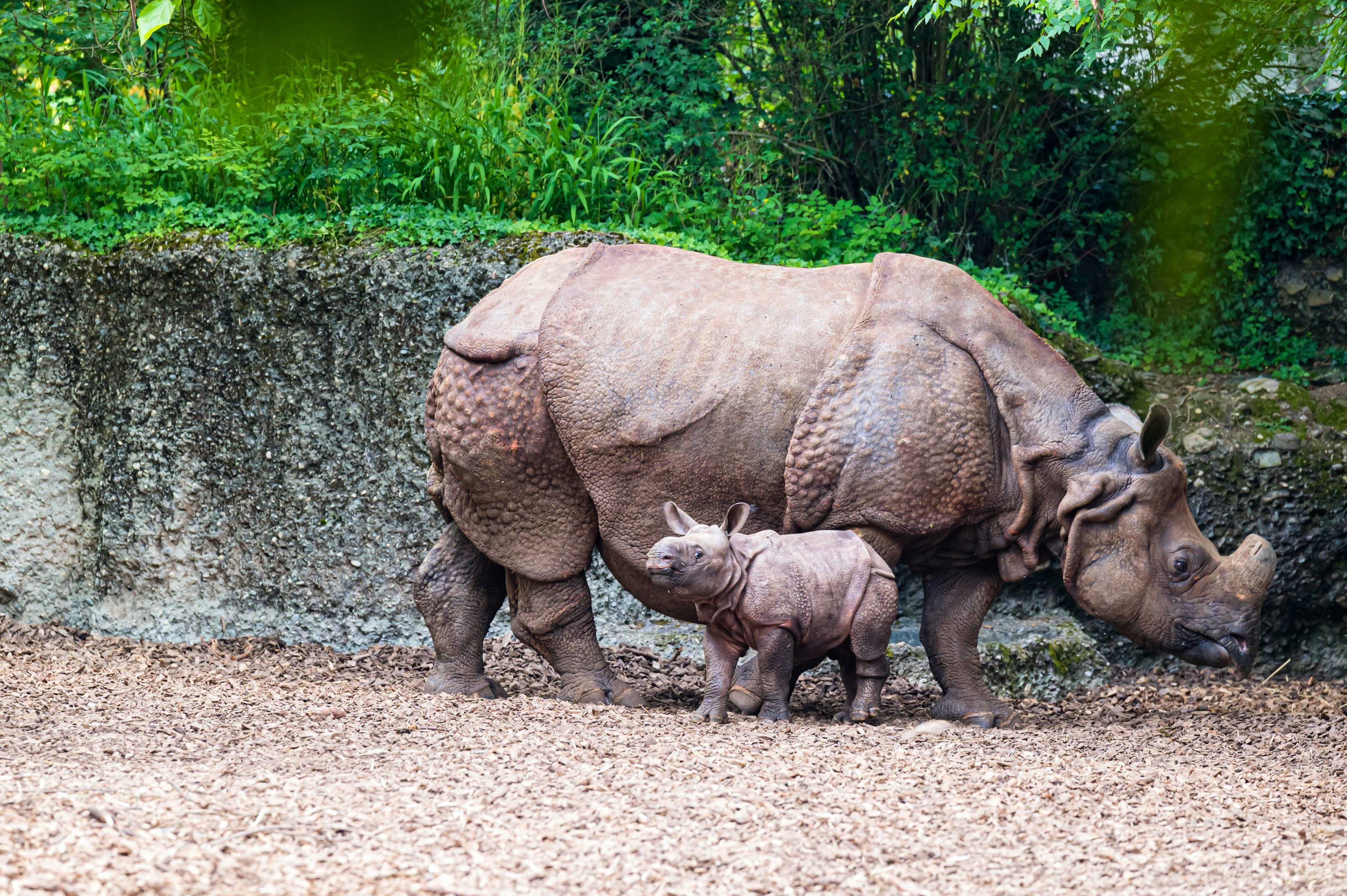 Basel Zoo SBB