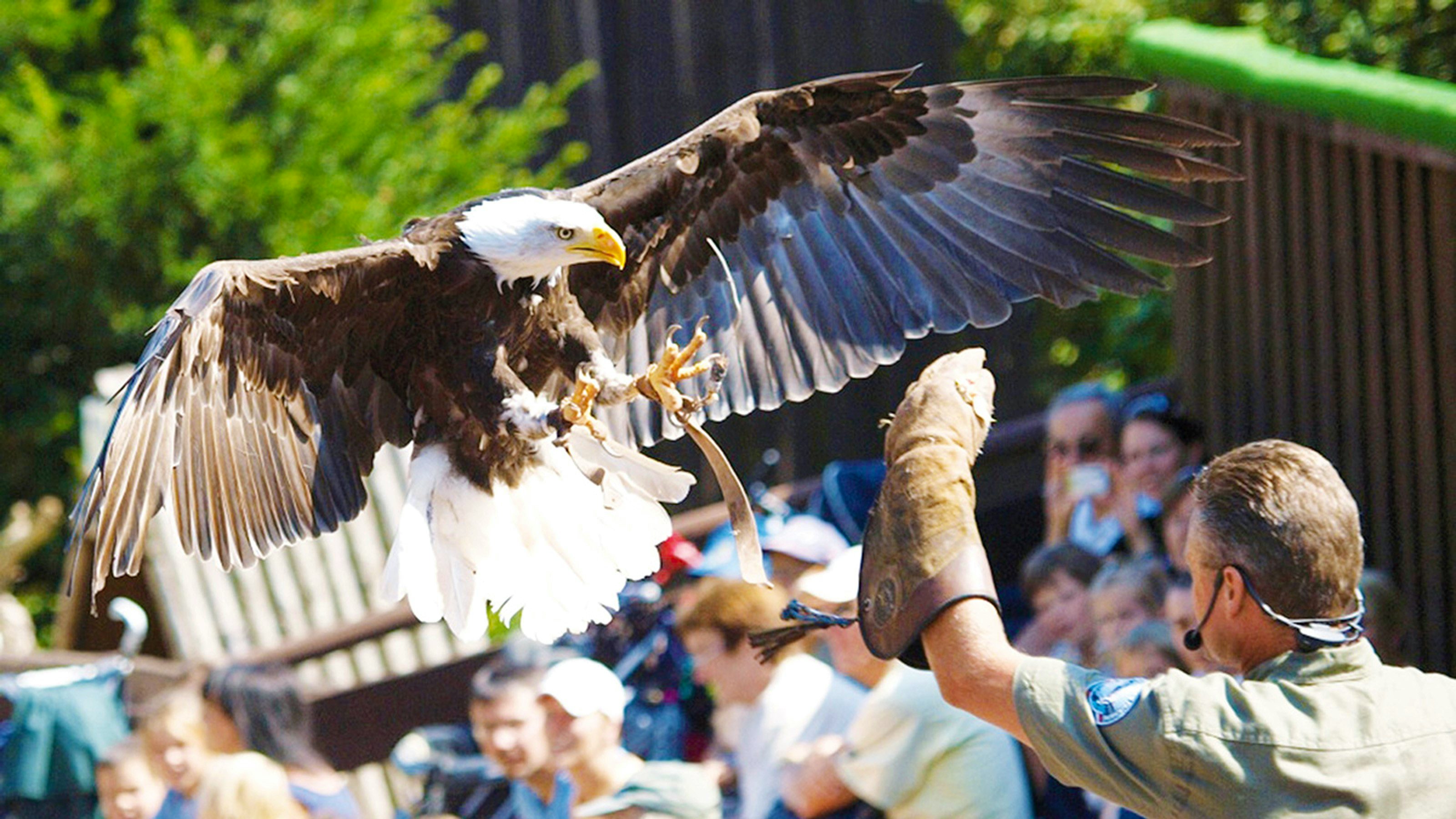 Mann zeigt den Zuschauenden einen Adler.