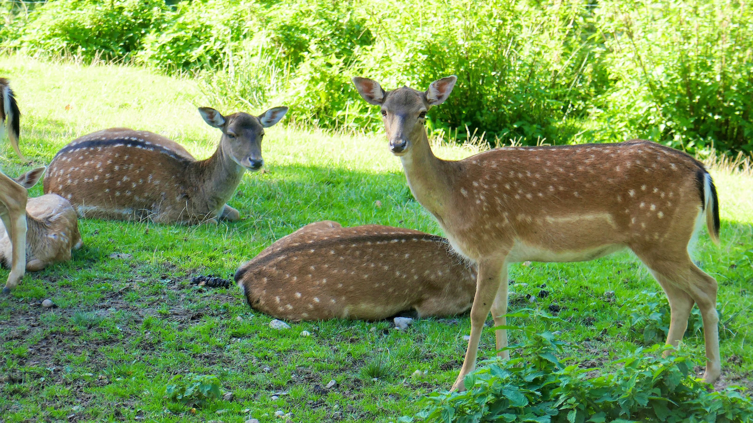 Dammwild im grossen Gehege.