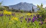 Landschaft mit blühender Wiese und Berg in der Provence
